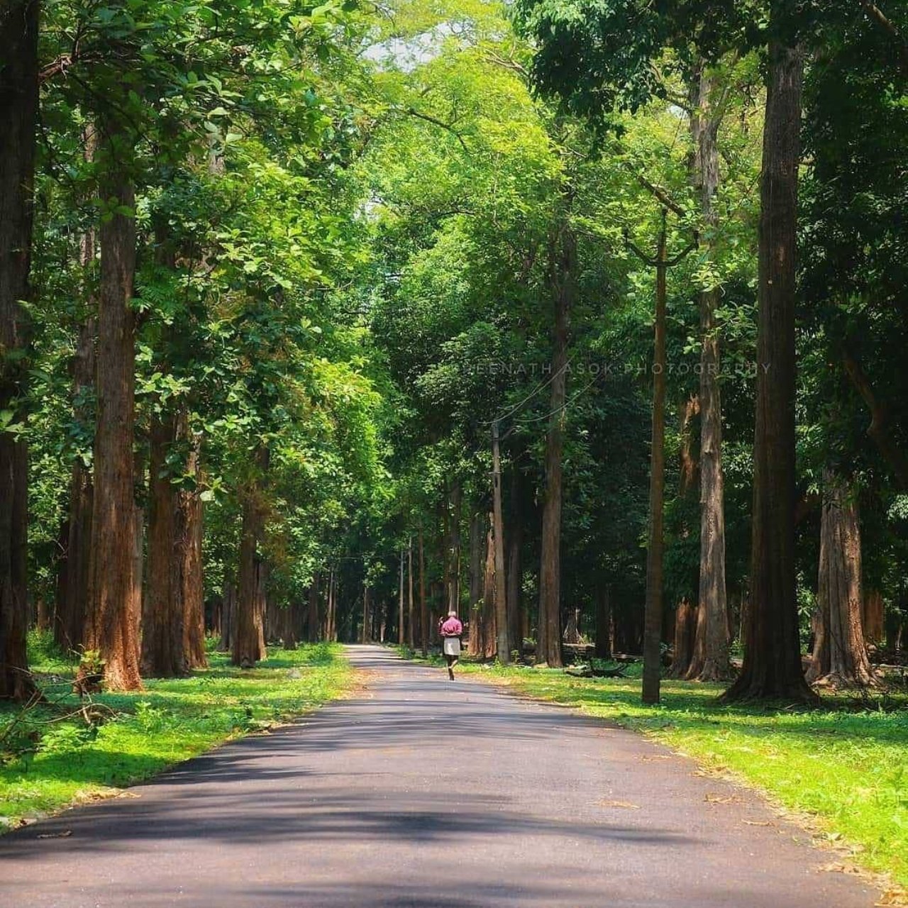 Nedumkayam Rainforest Kerala - Trekking and biodiversity hotspot near Kakkadampoyil